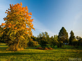grassy park yellow fall tree in autumn grassy park yellow fall tree in autumn