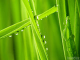 blades of grass form a cross blades of grass form a cross
