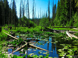 green marsh lilly pads and the forest green marsh lilly pads and the forest