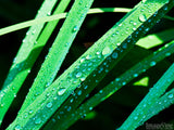 blades of green grass sticks blades of green grass sticks