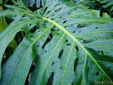large green tropical leaf large green tropical leaf