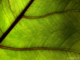 delicate pattern in green leaf looks like veins delicate pattern in green leaf looks like veins