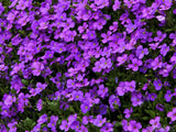 purple background of ground cover flowers purple background of ground cover flowers