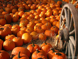thanksgiving pumpkins harvest field wagon wheel thanksgiving pumpkins harvest field wagon wheel