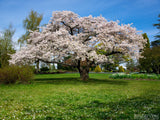 green grass blue sky and white blossom tree in background green grass blue sky and white blossom tree in background