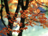 God's Creation - Bundle God's Creation - Bundle
