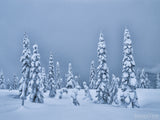 Four Seasons - Bundle Four Seasons - Bundle