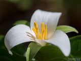 wild spring easter lilly background wild spring easter lilly background
