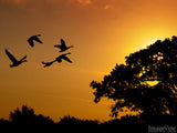 geese fly into the sunset at night geese fly into the sunset at night