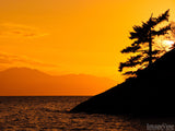 wind blown tree on a island with golden sky background wind blown tree on a island with golden sky background