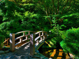 lush green forest Japanese garden bridge lush green forest Japanese garden bridge