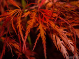 lacy maple leaves in fall orange color lacy maple leaves in fall orange color