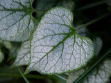 spring backgrounds leave lamium spring backgrounds leave lamium