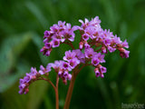 spring backgrounds lavender statice on green backdrop spring backgrounds lavender statice on green backdrop