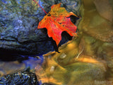 red maple leaf at the edge of a stream red maple leaf at the edge of a stream