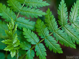 leafy frond closeup leafy frond closeup