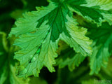 leafy green valentine heart drops of water leafy green valentine heart drops of water