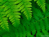 Forest Floor Forest Floor