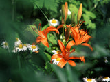 wild spring lilies and daisies wild spring lilies and daisies