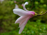lilly blossom spring backgrounds lilly blossom spring backgrounds