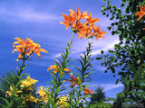 looking up and orange lily garden looking up and orange lily garden