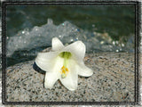 easter lily and flowing water easter lily and flowing water