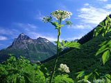 single wild flower looks to the blue sky single wild flower looks to the blue sky