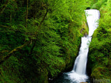 lush forest with waterall lush forest with waterall