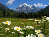 daisy's in front of majestic mountain daisy's in front of majestic mountain