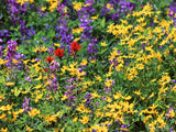spring meadow of wild flowers spring meadow of wild flowers