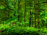 very mossy green forest very mossy green forest
