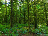 Through the Trees Through the Trees