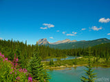 pink flowers border the mountain lake view pink flowers border the mountain lake view