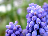closeup of muscari neqlectum closeup of muscari neqlectum