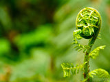 fern opening to new life fern opening to new life
