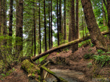 nurse log on a trail in the forest nurse log on a trail in the forest