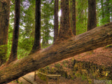 nurse log on a forest path nurse log on a forest path