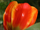 a bright orange tulip background a bright orange tulip background