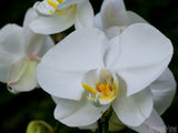 white orchids white orchids