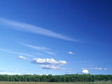 pale blue sky and green trees pale blue sky and green trees