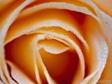 closeup of a pale orange rose with dew drops closeup of a pale orange rose with dew drops