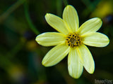 pale yellow flower pale yellow flower