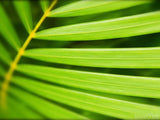 palm branch for easter sunday palm branch for easter sunday