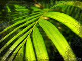 palm branches abstract edges palm branches abstract edges