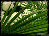 palm leaves and flowers palm leaves and flowers