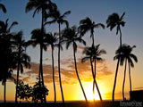 palm trees at sunset palm trees at sunset