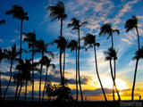palm trees on a sunset beach palm trees on a sunset beach