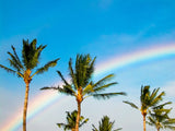 rainbow behind palm trees rainbow behind palm trees