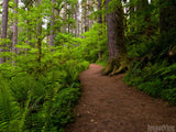 path through the forest of ferns path through the forest of ferns