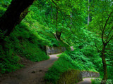 pathway through the forest of green pathway through the forest of green